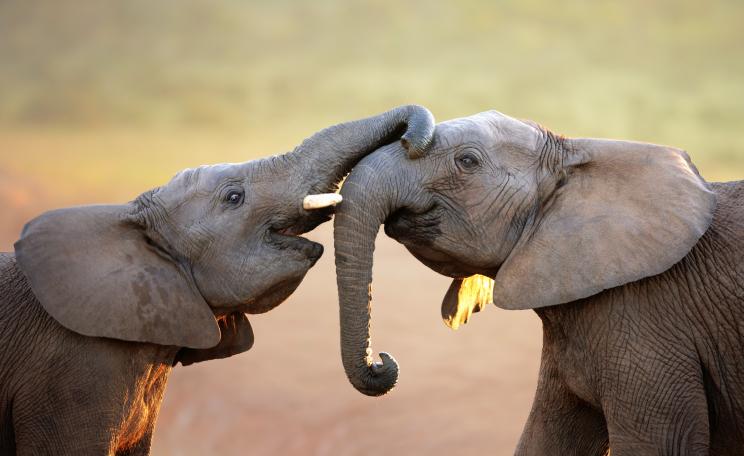 Two happy elephants greeting each other