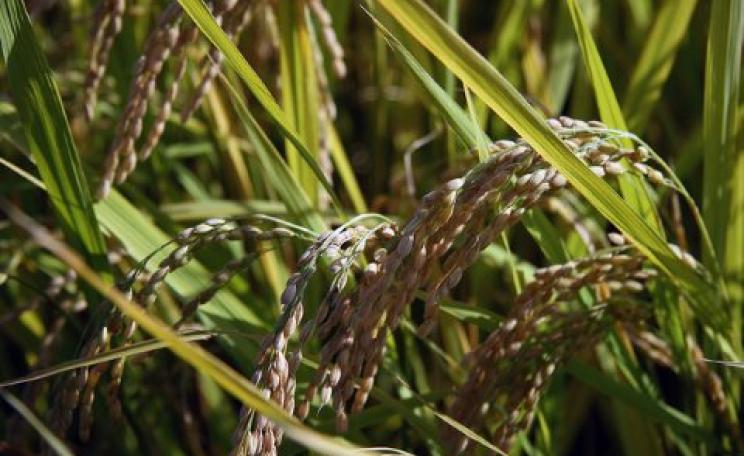After the Fujushima catastrophe, this rice was grown nearby by IAEA to test methods of soil decontamination. Photo: IAEA Imagebank via Flickr.