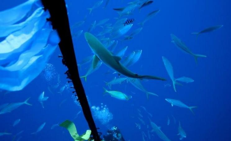 Fish near a FAD in the Pacific Ocean. Photo: © Paul Hilton / Greenpeace.