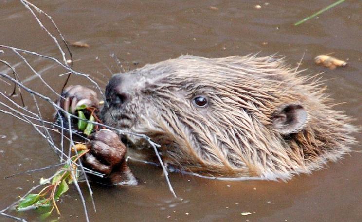 A beaver in the Scottish Highlands is a great first step to restoring functioning ecosystems