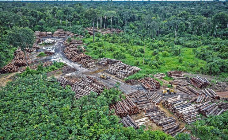 Illegal logging on Pirititi indigenous amazon lands 