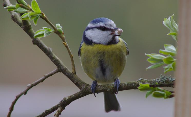 A bluetit sits on a branch with a seed in its mouth
