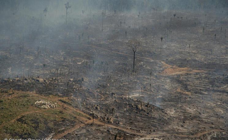 A field of smoking ground and burnt tree remains in Brazil
