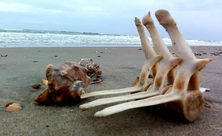 Bones of a dolphin washed up on a Ukraine beach