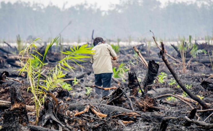 Oil Palm Saplings on Burned Land in Central Kalimantan