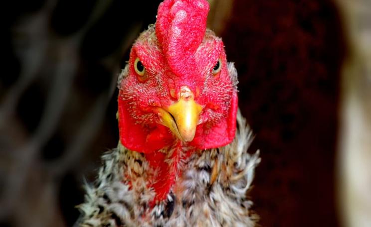 A chicken, close-up