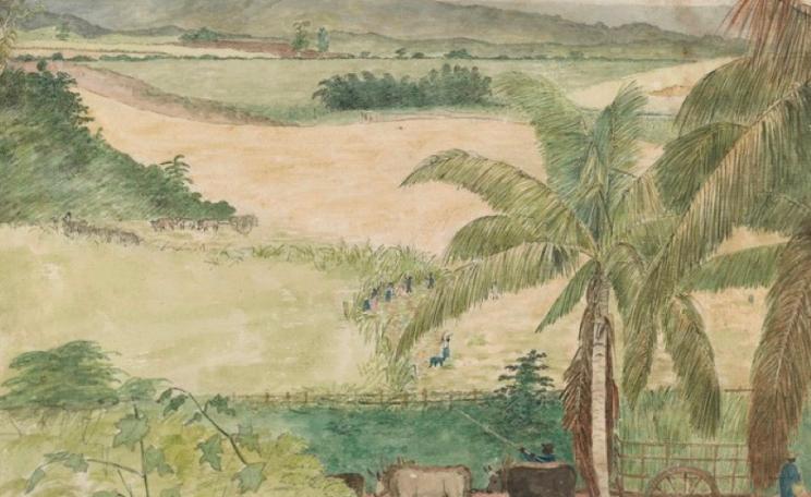 William Berryman, Sugar Estate - Negros Cutting Cane, 1808