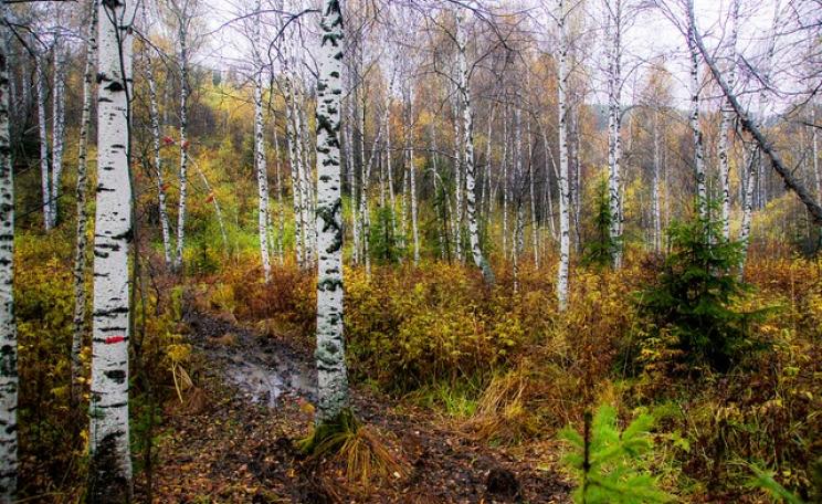 Birch trees in Siberian forest