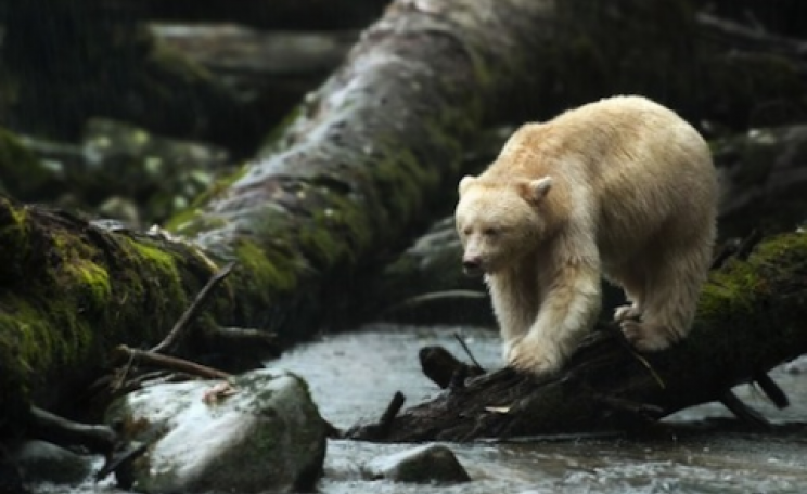 A rare 'ghost bear' in the BC temperate rainforest.